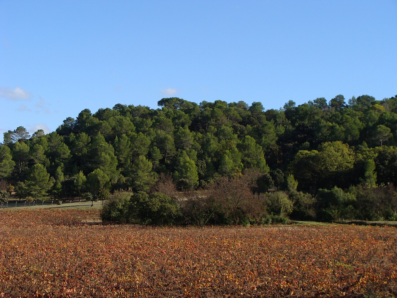 Vignes aux couleurs d’automne devant une pinède à Saint-Gély-du-Fesc